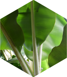 Syngenta | VANIVA® | Biodiversity Banana crops protection |