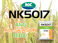 NK5017 - Variety Rice | Syngenta Philippines