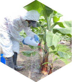 Syngenta | VANIVA® | Fungicide convenience application for Banana crops | 