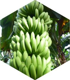 Syngenta | VANIVA® | Protect for Banana crops with fewer applications | 