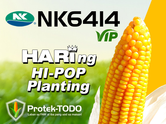 NK6414 VIP - Variety Corn | Syngenta Philippines