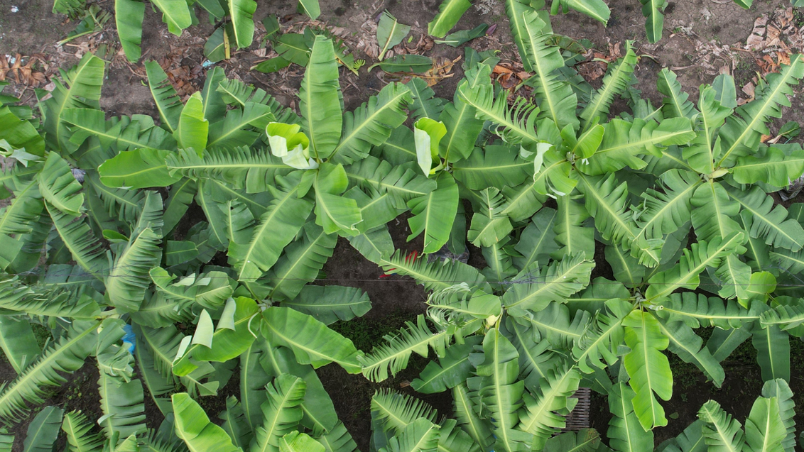 Syngenta | VANIVA® | how to recover plantation from fusarium wilt |