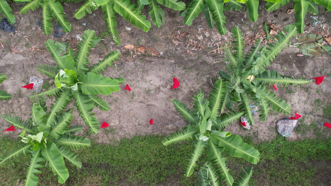 Syngenta | VANIVA® | how to recover plantation from fusarium wilt |