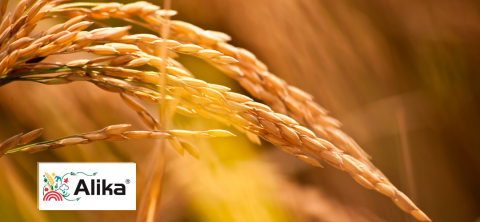 Alika | Syngenta Philippines