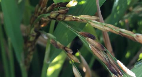 Rice Bugs Insects | Syngenta Philippines