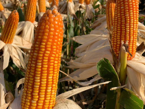 Crop Support | Syngenta Philippines