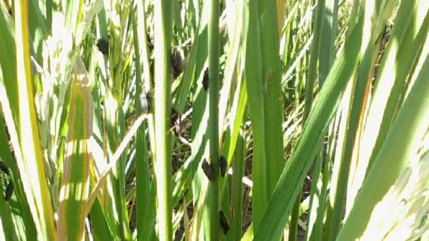 Rice Black Bug Insects | Syngenta Philippines