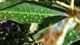 leafhopper