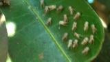 leafhopper