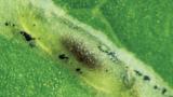leafminer