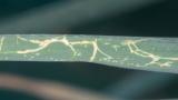 leafminer