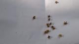 thrips