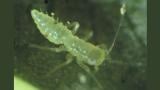 thrips