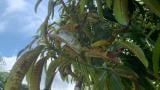 thrips