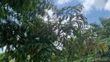 thrips
