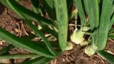 thrips