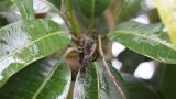 tip borer