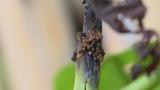 tip borer