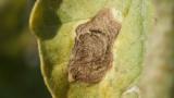 early blight