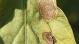 early blight