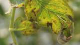 late blight