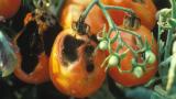 late blight