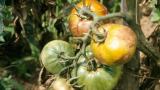 Powdery Mildew