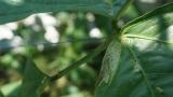 Bean Leaffolder