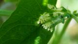 Bean Leaffolder