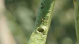 Bean Pod Borer