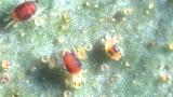 Red Spider Mite