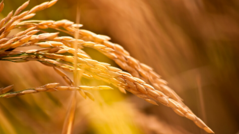 Rice