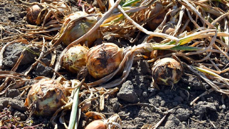 bulb rot