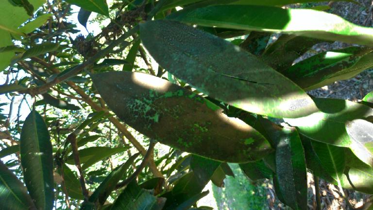leafhopper