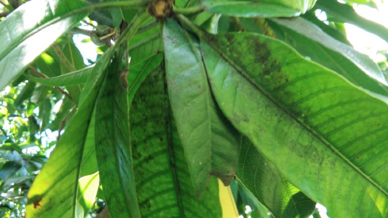 leafhopper