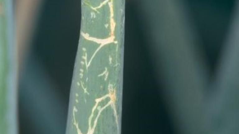 leafminer