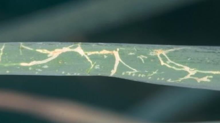 leafminer