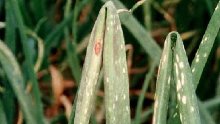 purple blotch