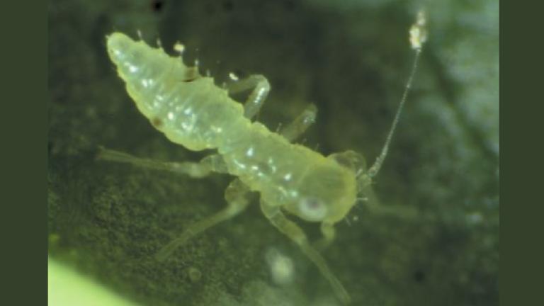 thrips