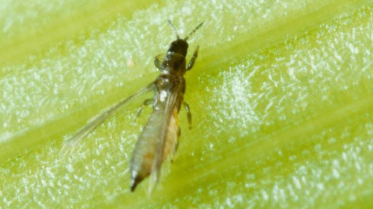 thrips