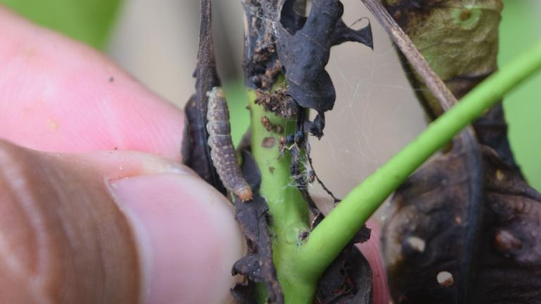tip borer