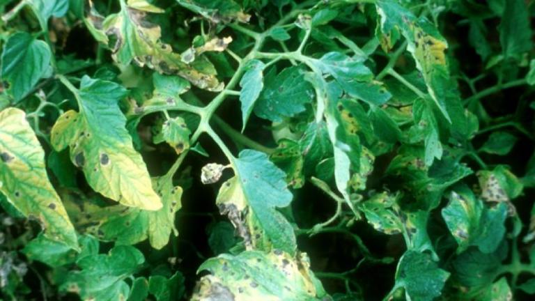 early blight