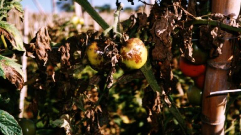 early blight