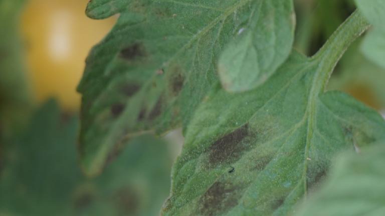 late blight