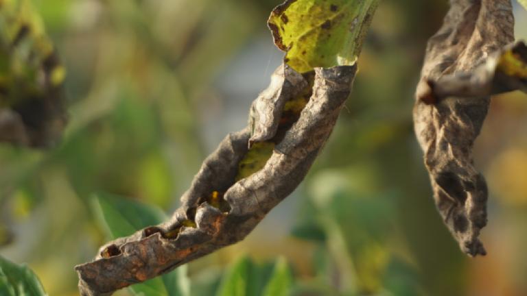 late blight