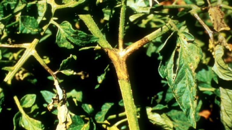 late blight