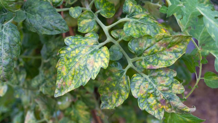 Leaf Mold