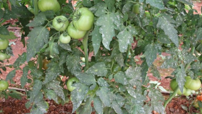 Powdery Mildew