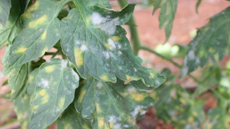 Powdery Mildew