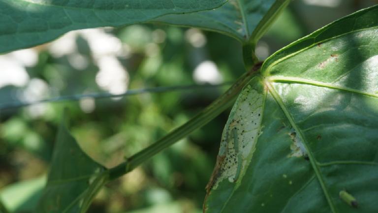 Bean Leaffolder